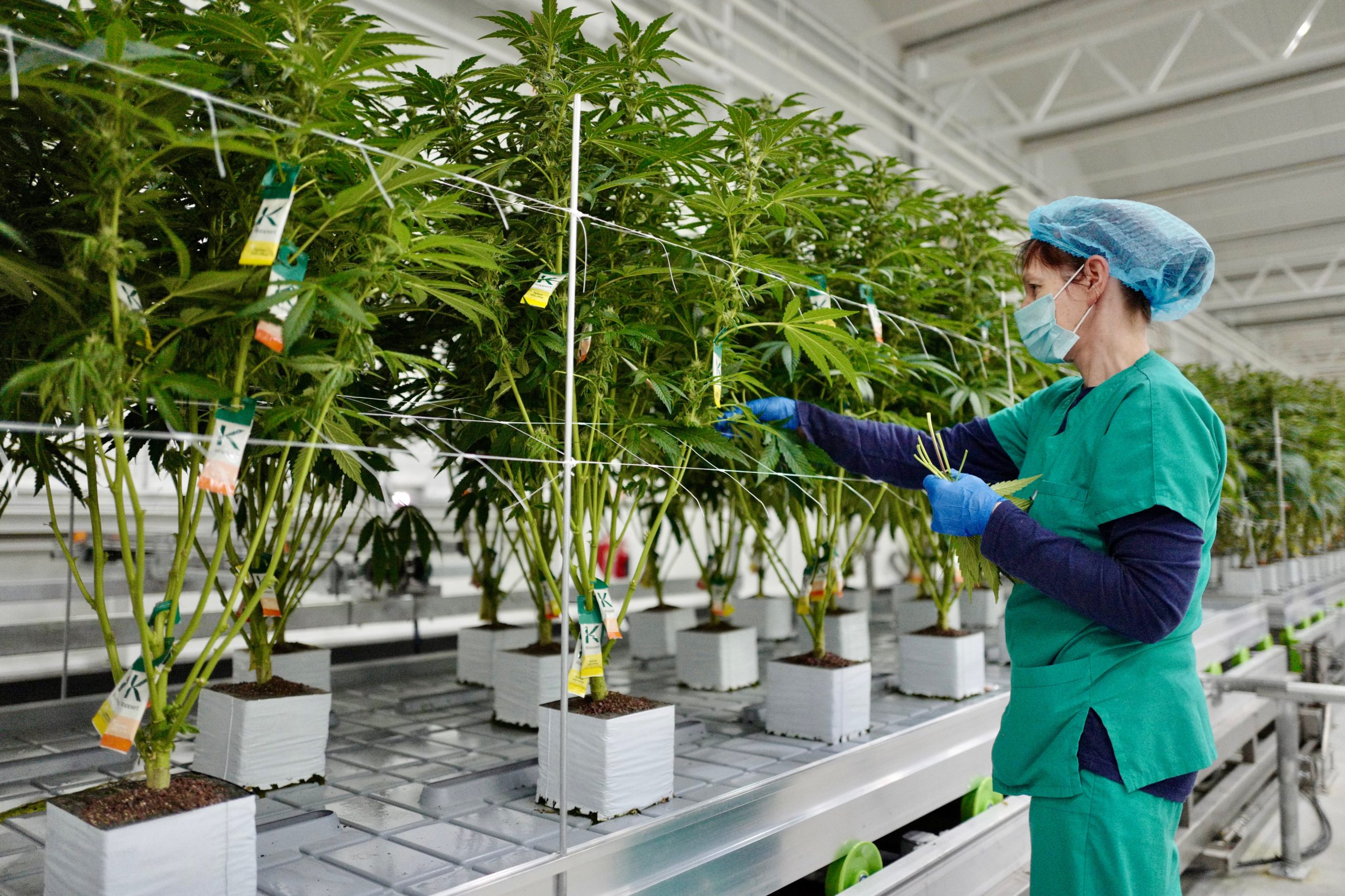 Un empleado de Glass Pharms en sus instalaciones de Wiltshire retira las hojas de las plantas de cannabis